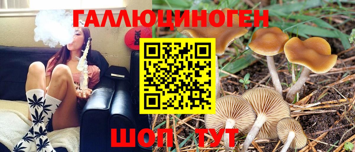 Псилоцибиновые грибы Psilocybe Асино